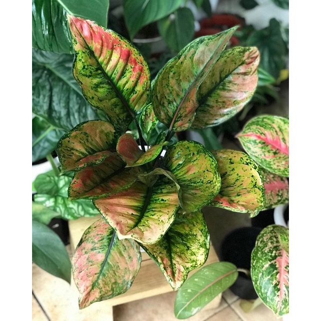 Tanaman Hias Aglonema Heng Heng - Aglonema Hidup tanaman hias hidup - bunga hias - bunga hidup - tan