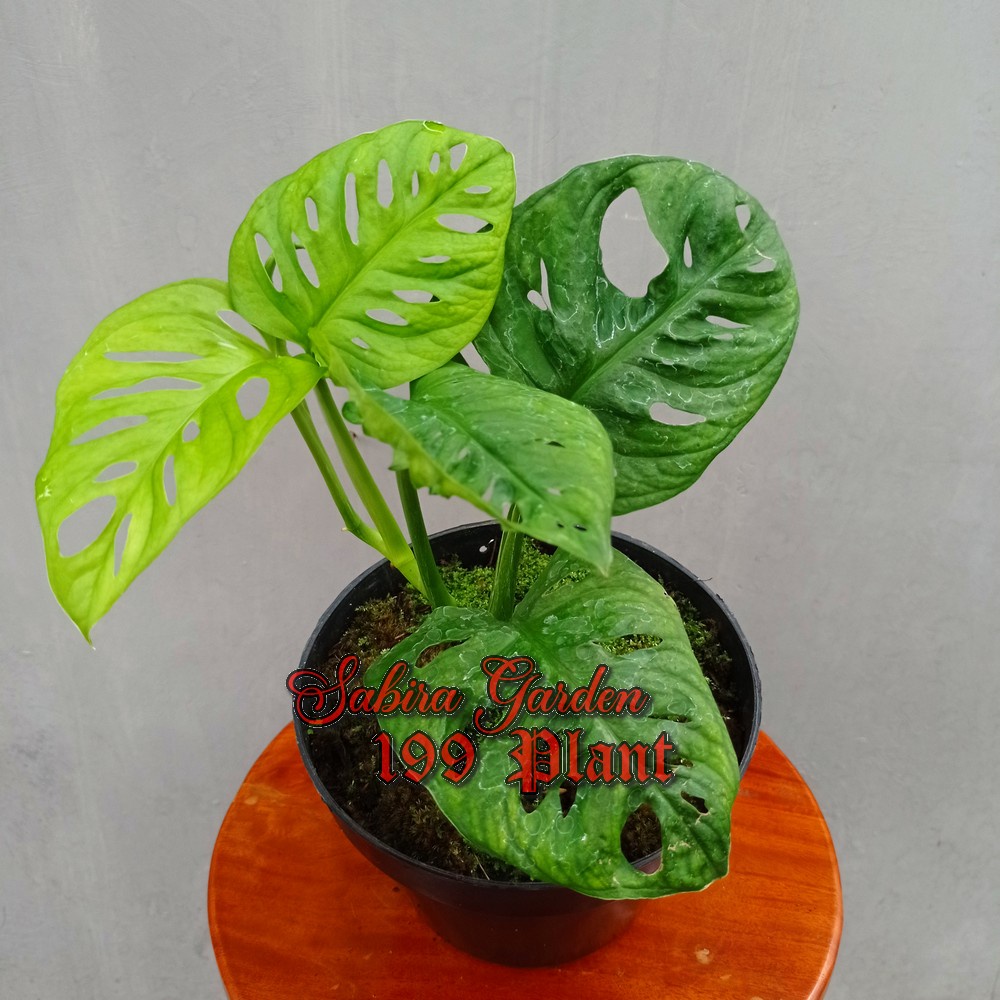 TANAMAN HIAS janda bolong Monstera Acuminata