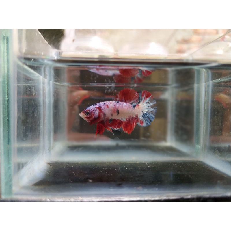 cupang koi