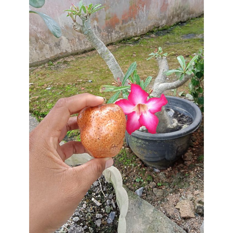 

Promil Buah Zuriat