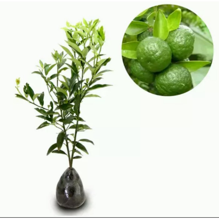 Bibit Jeruk Limau Kasturi Berbuah Berkwalitas