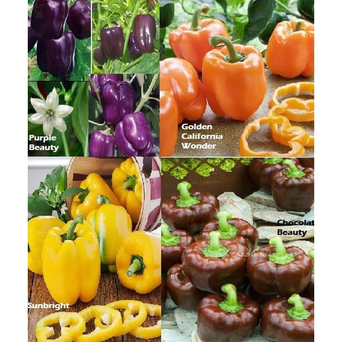 

UNIK Bestseller! Paket Hemat Benih Bibit Sayur Paprika isi 4 Jenis Warna 2 SEPTEMBER