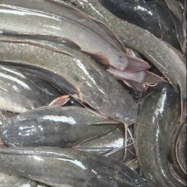 

Ikan lele