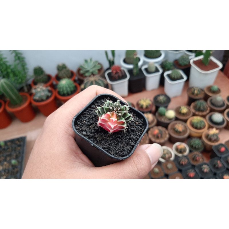 kaktus miha hybrid varigata