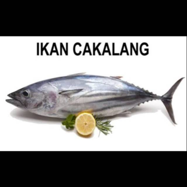 

IKAN CAKALANG