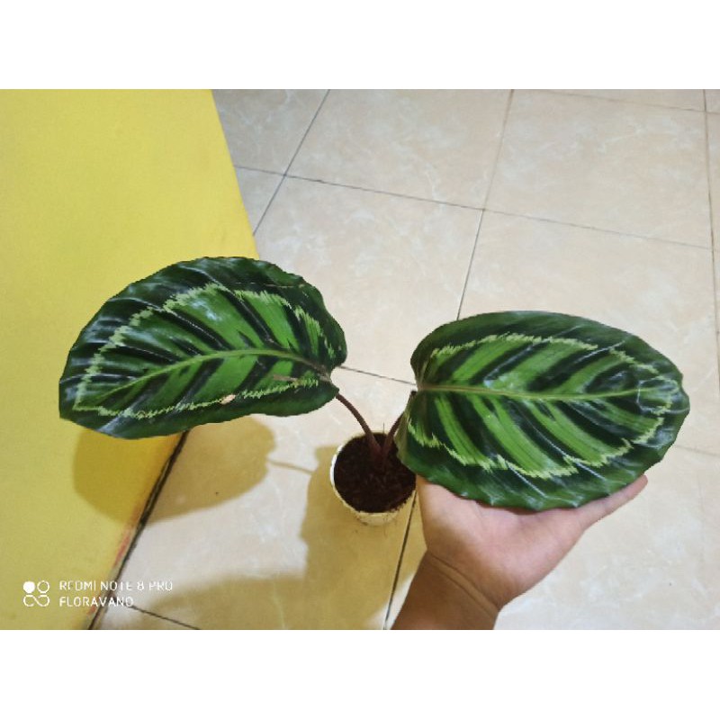 calathea linden