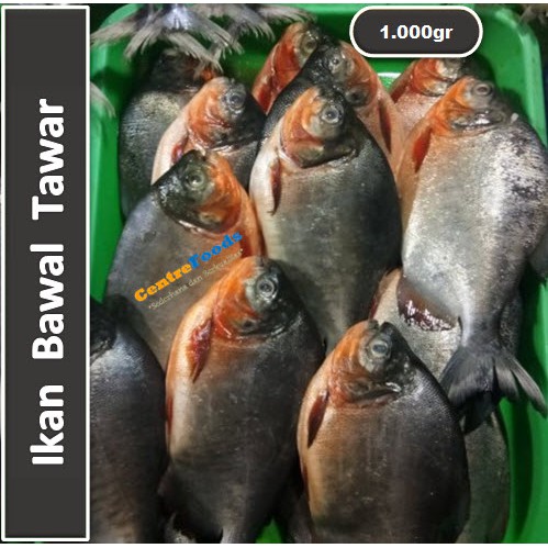 

Ikan Bawal Tawar Fresh | Bawal Air Tawar [ Harga Per KG ]