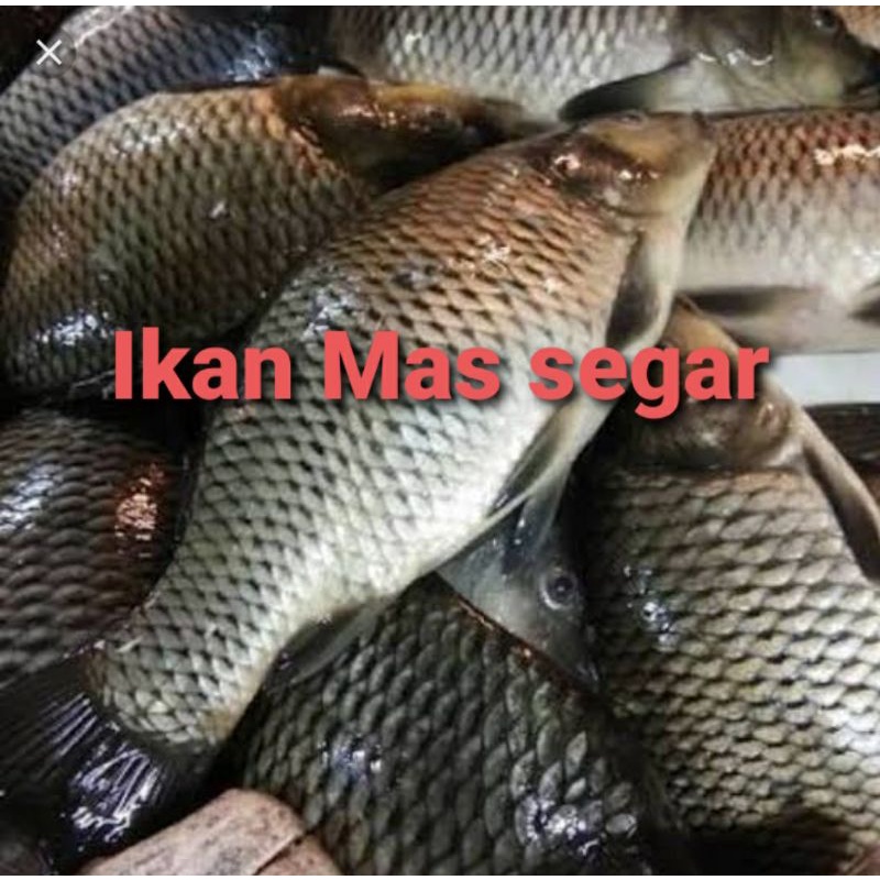 

Ikan mas segar 500grm