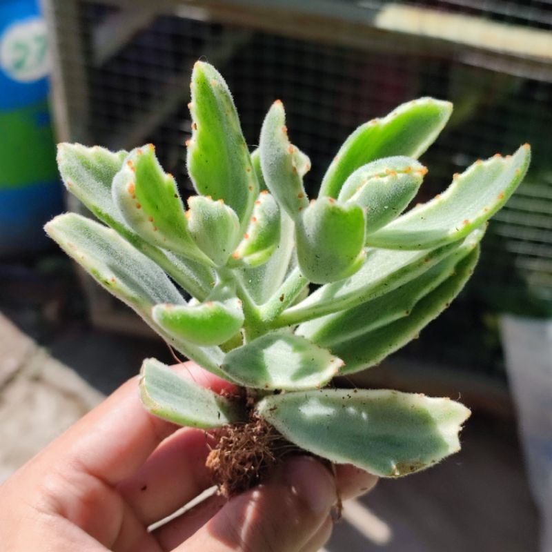 Kalanchoe variegata sukulen