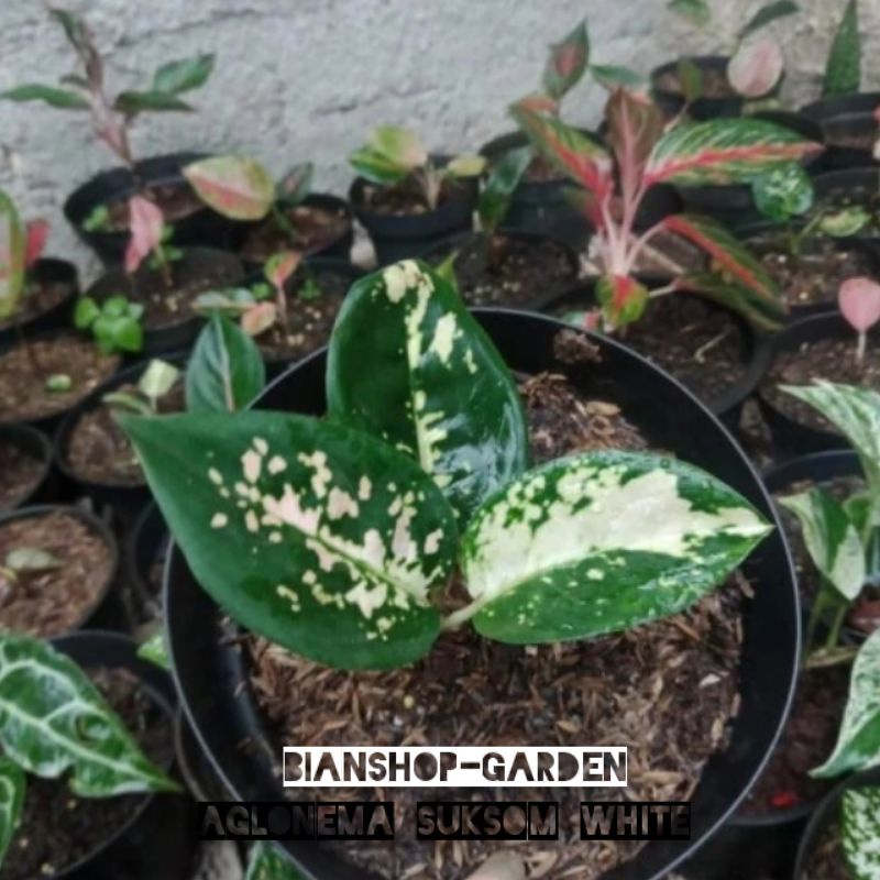 AGLONEMA SUKSOM WHITE / BEBY SUKSOM WHITE DAUN 2-3 ORIGINAL TERMURAH