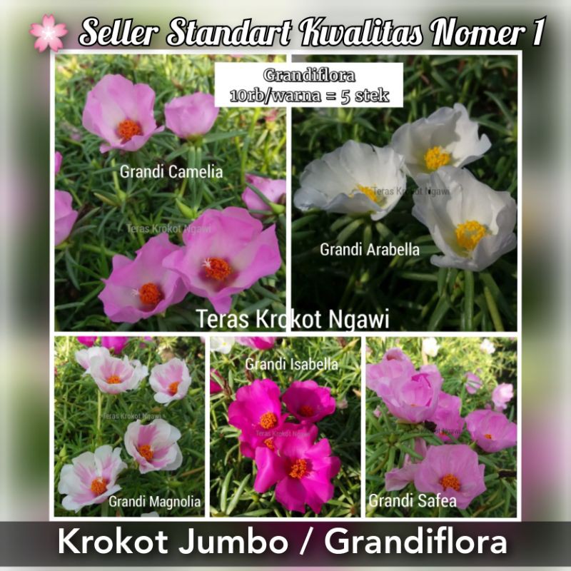 Krokot Import Jumbo Giant Grandiflora Bibit Bunga Mossrose Portulaca