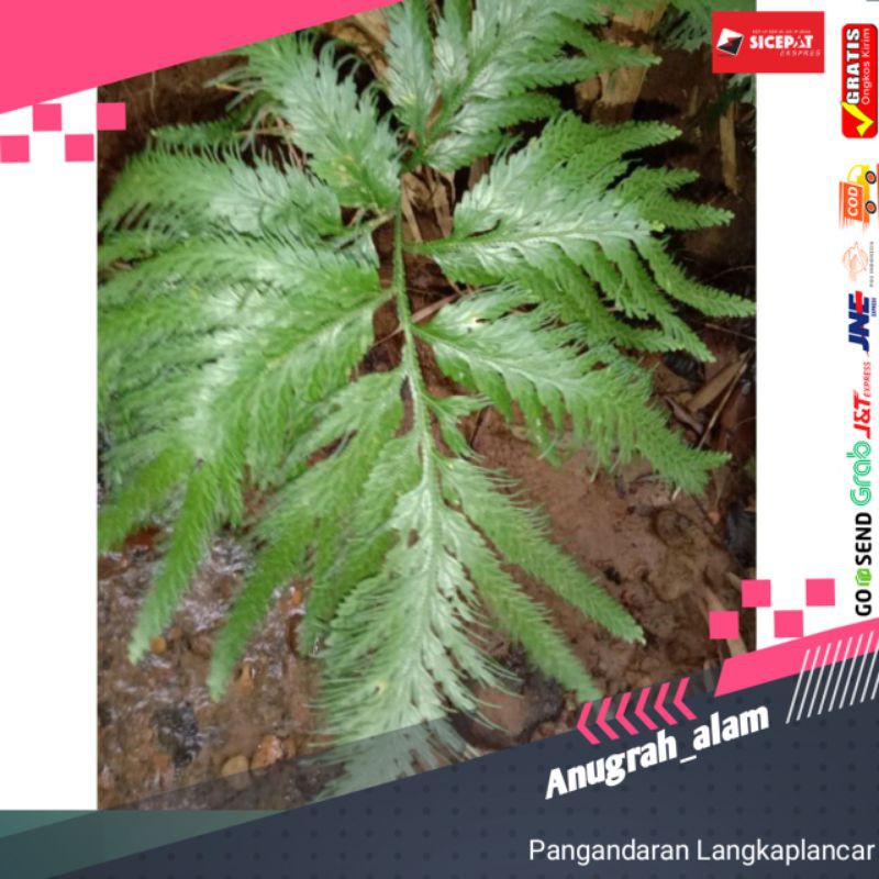 TANAMAN HIAS CAKAR AYAM BESAR