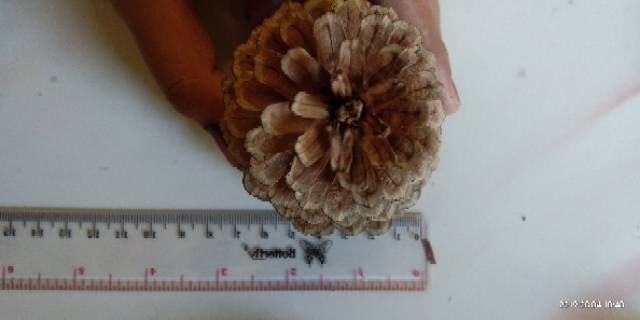 Bunga Pinus Kering Jumbo Mekar Pine Cones Rustic