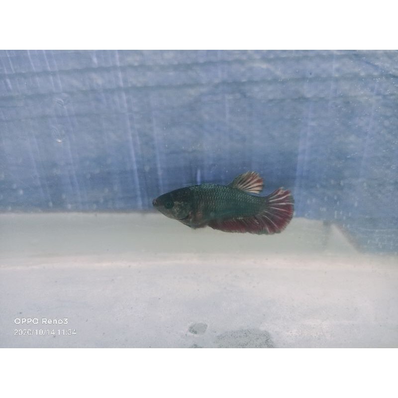 Cupang Betta Female Cooper Giant