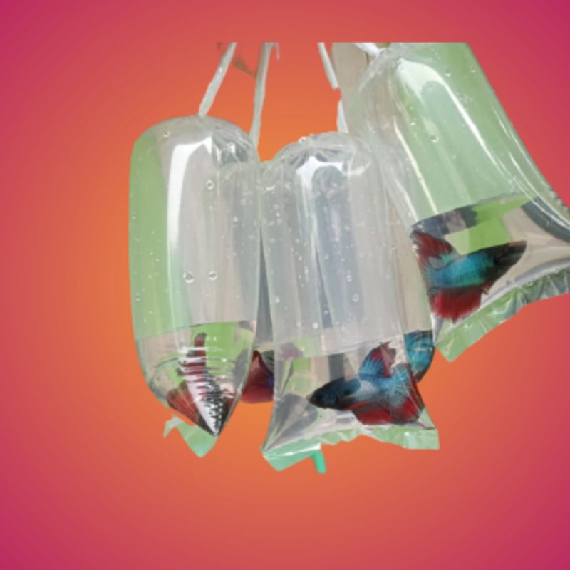 

paketan per 5 ekor hm jantan