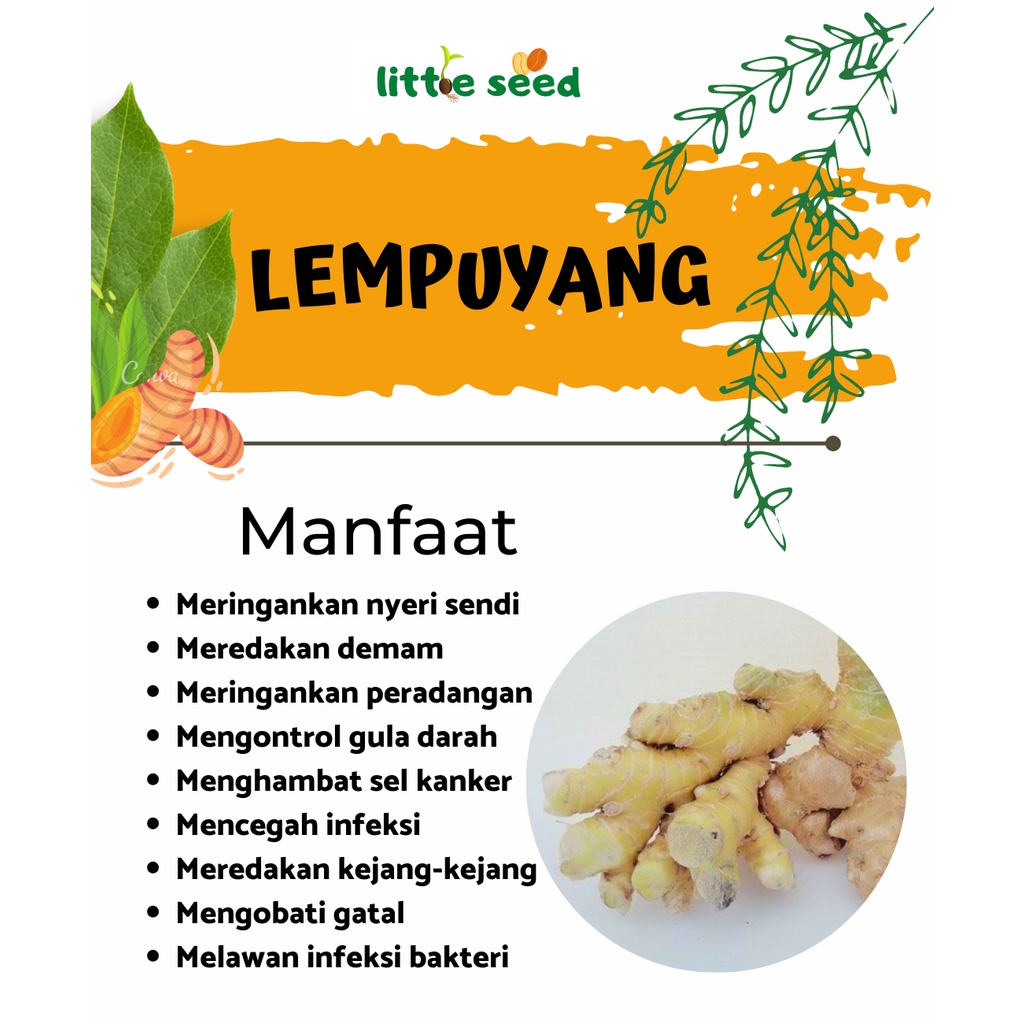 Lempuyang kering premium / dried lempuyang