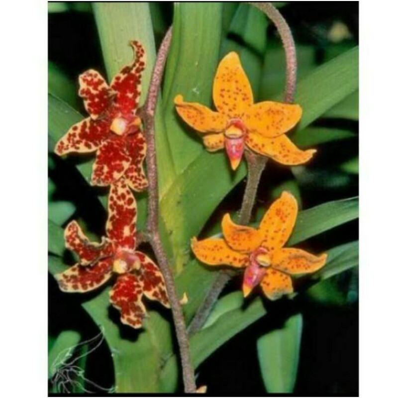 Anggrek Dimorpochis Lowi .TANAMAN HIAS.ANGGREK JENIS VANDA