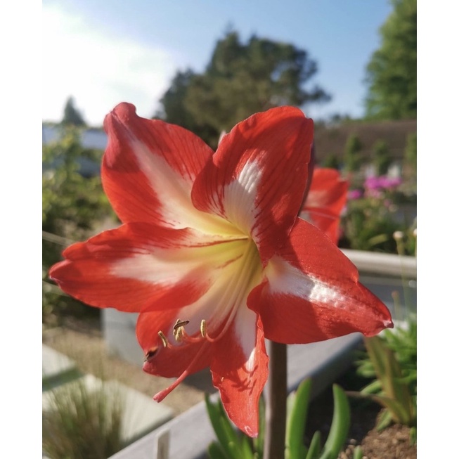 Tanaman hias hidup amarilys sonatini-tanaman hidup(tanaman hias hidup-bunga hidup-bunga gantung hidu