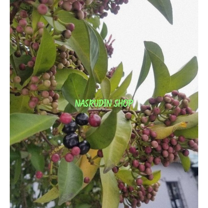 

[Fresh] BIBIT LEMPENI SIAP TANAM ARDISIA ELLIPTIKA BIBIT DAUN LEMPENI BIBIT LAMPENI BIBIT HUNI
