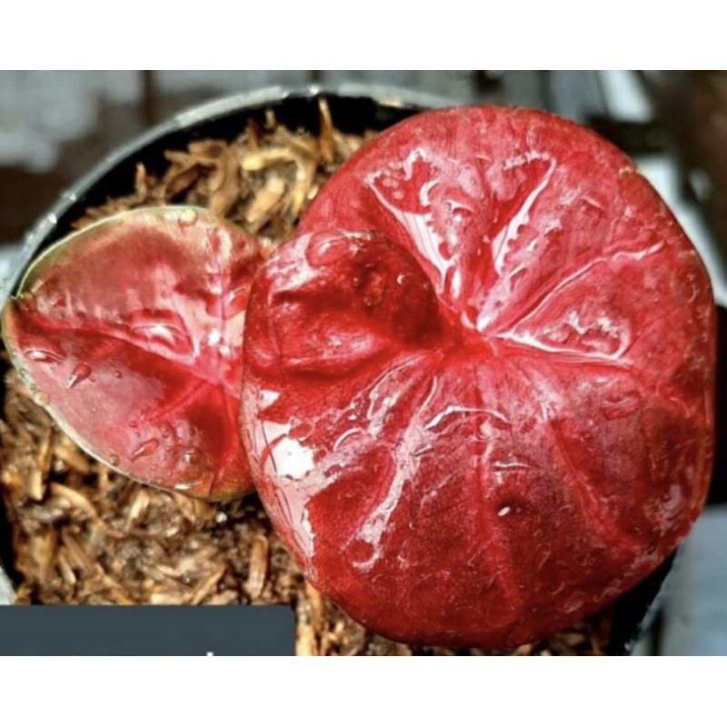 Bibit Caladium Red sweety ,Caladium Murah,Keladi hias