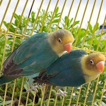 Burung Lovebird adeeva Point / PB sepasang