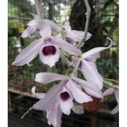 dendro anosmum.