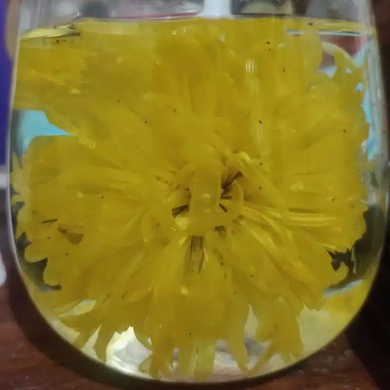 Teh Bunga Krisan Emas / Dried Golden Chrysanthemum Flower Tea Teh Bunga Krisan Murah