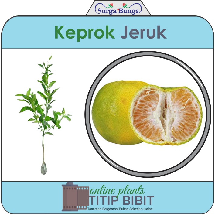 jeruk keprok bibit tanaman buah tambulampot