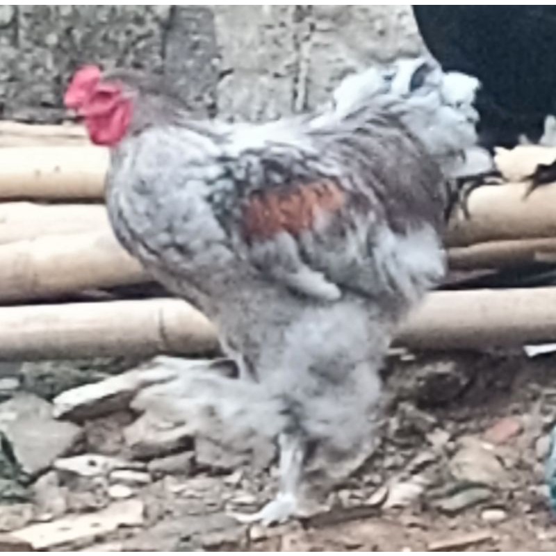 Jual telur ayam brahma | Shopee Indonesia