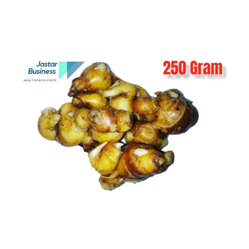 

KENCUR PUTIH SEGAR ALAMI