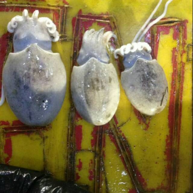 

CUMI SONTONG || BLAKUTAK