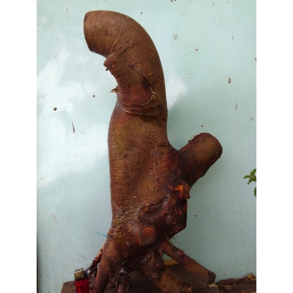 Bahan dangekalan fress bonsai loa berkarakter.