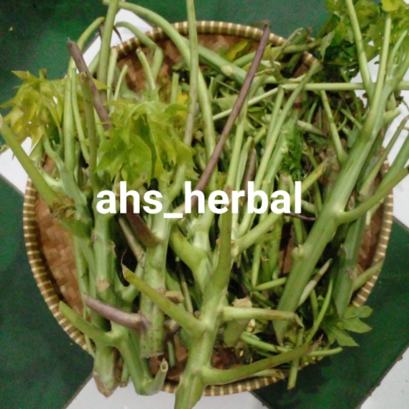 Jual Jual Batang Daun Pepaya Muda Untuk Lalapan Segar 1kg Shopee