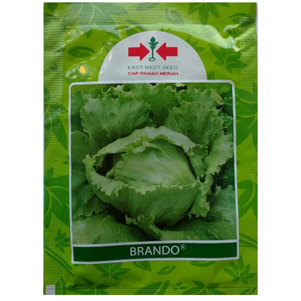 Benih Bibit Selada Hijau Iceberg Brando 3000 Biji Panah Merah Tanaman