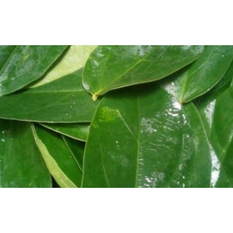 

Daun cincau segar 300gram