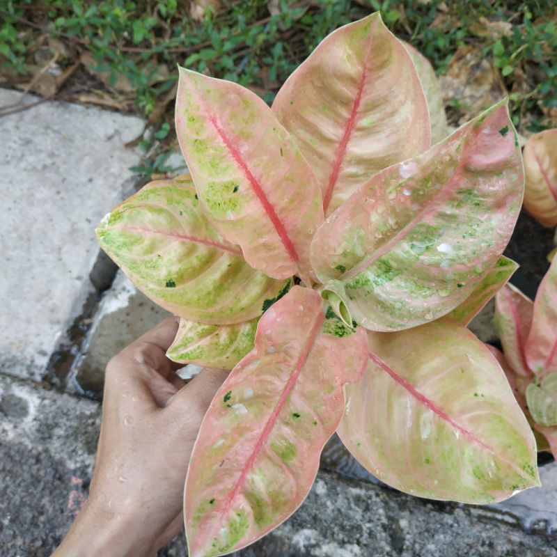 Aglaonema Denpasar Moon
