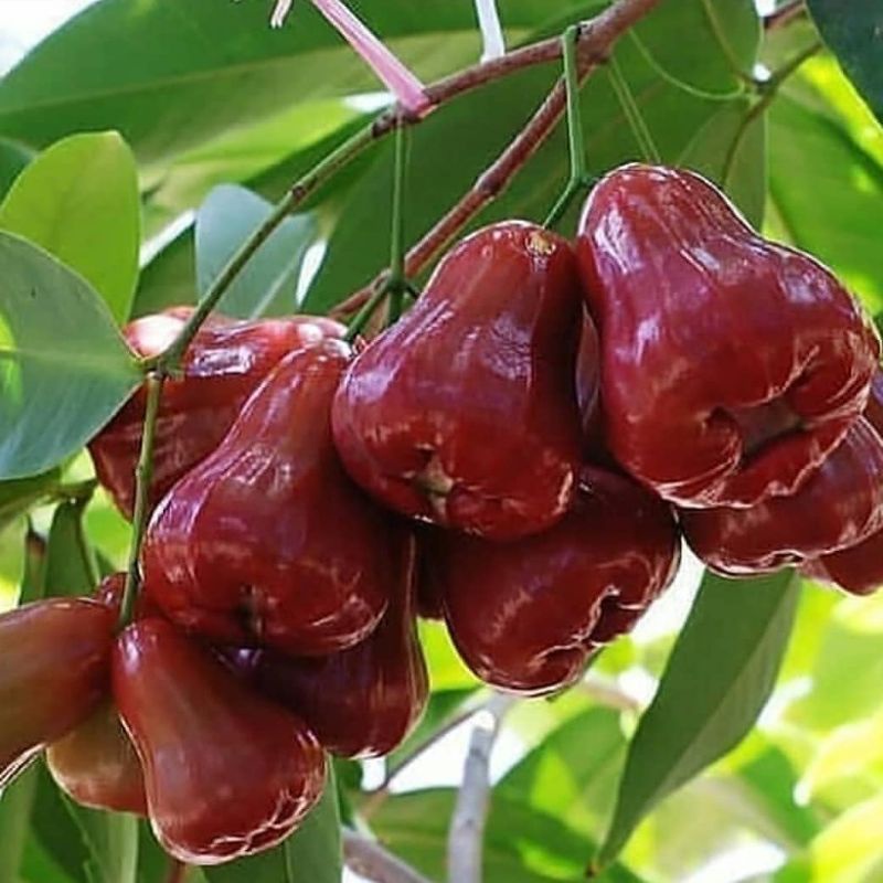 Bibit jambu air citra super manis