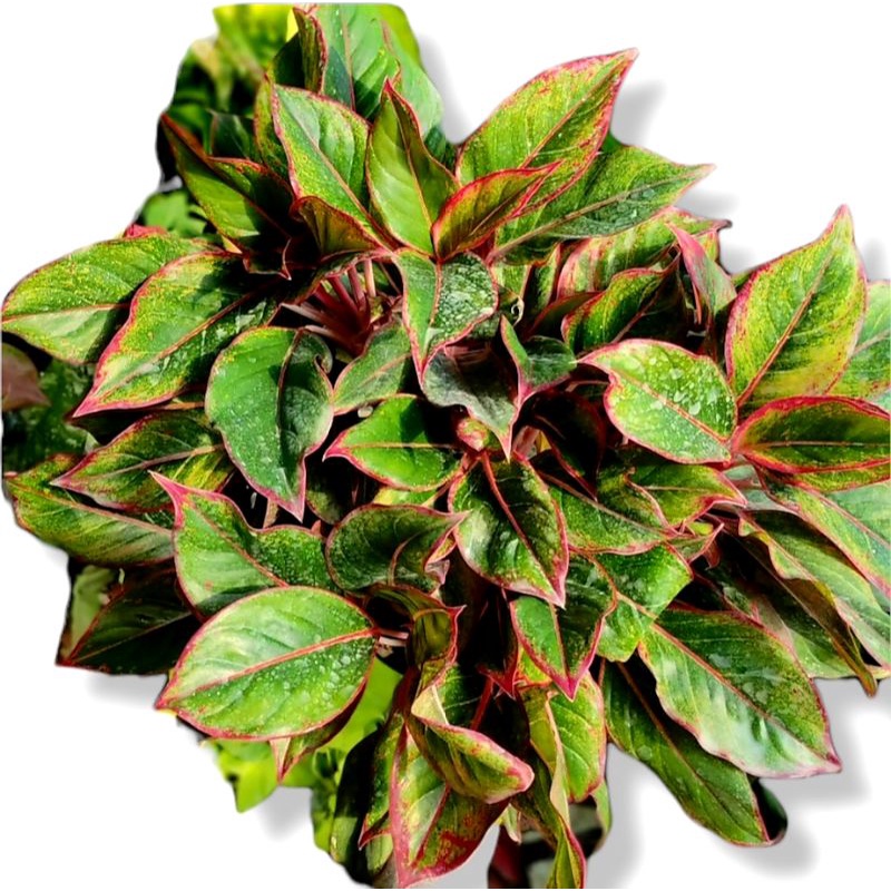 Aglonema red lipstik mutasi (Tanaman hias aglaonema Red Lipstik mutasi) - tanaman hias hidup - bunga hidup - bunga aglonema - aglaonema merah - aglonema merah - aglaonema murah - aglonema murah