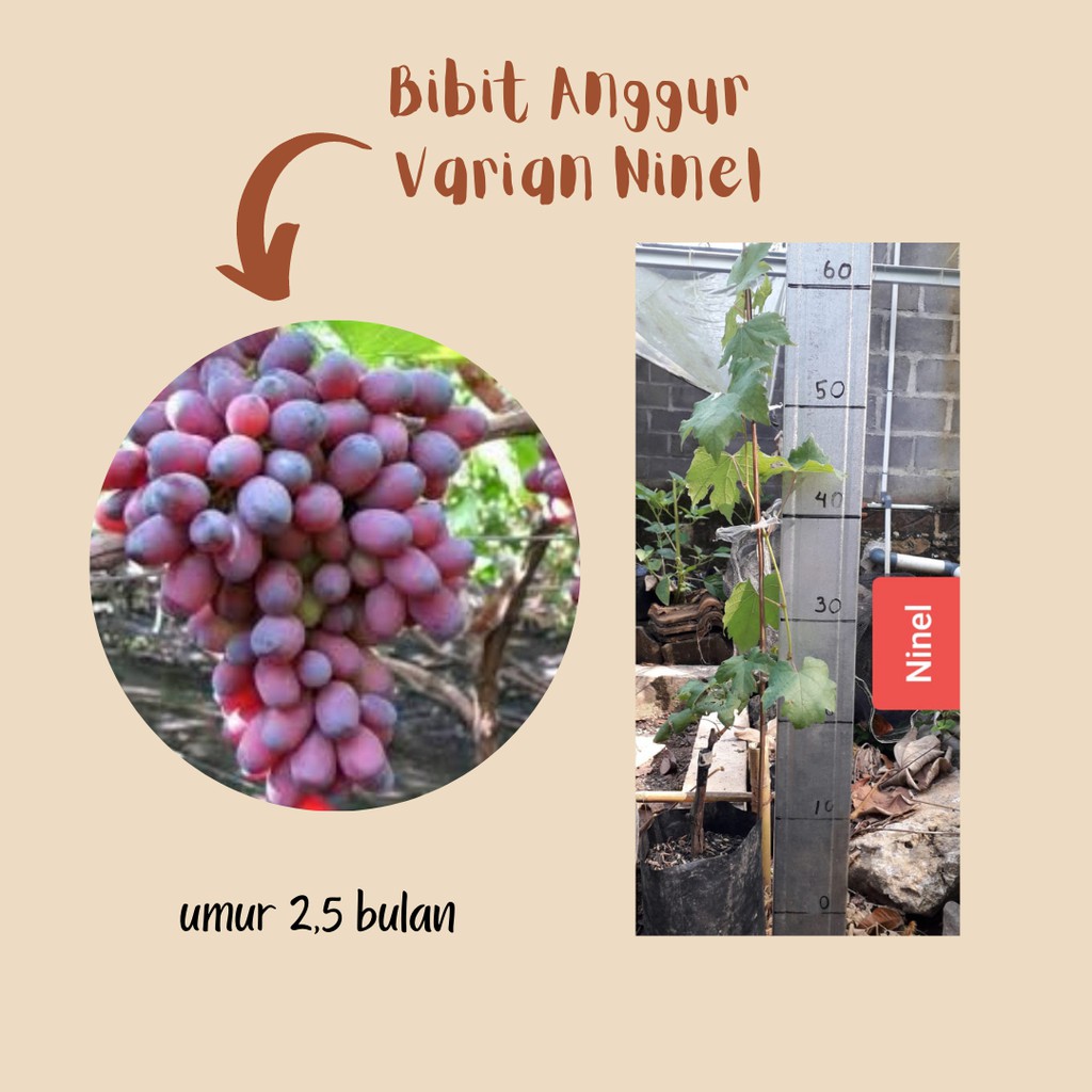 Bibit Anggur Roostok Isabella /Bibit Anggur Varians Ninel/Bibit Anggur Import/Anggur Super