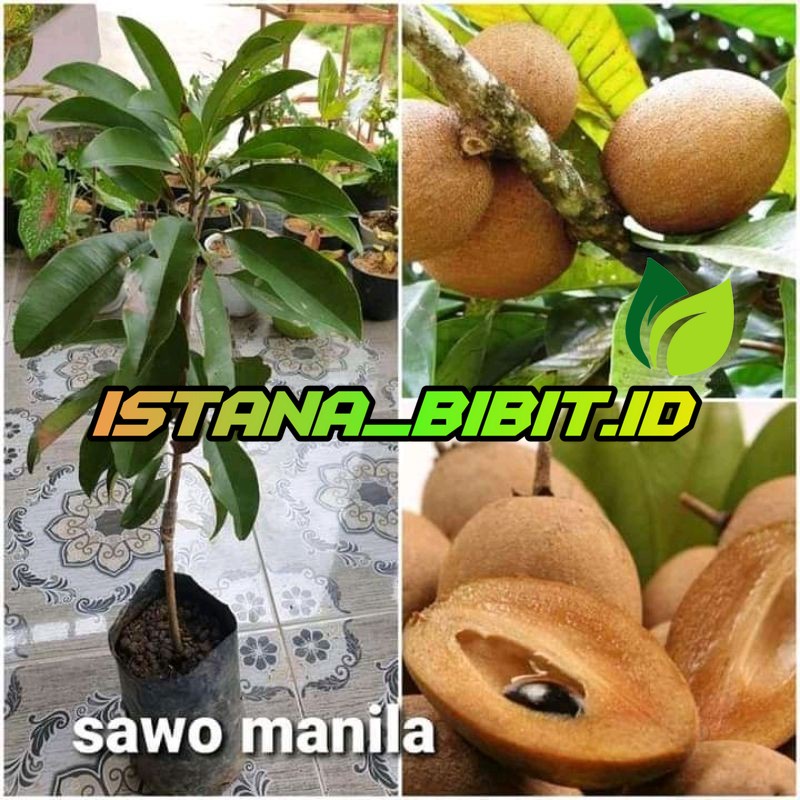 Jual Bibit Sawo Manila Shopee Indonesia