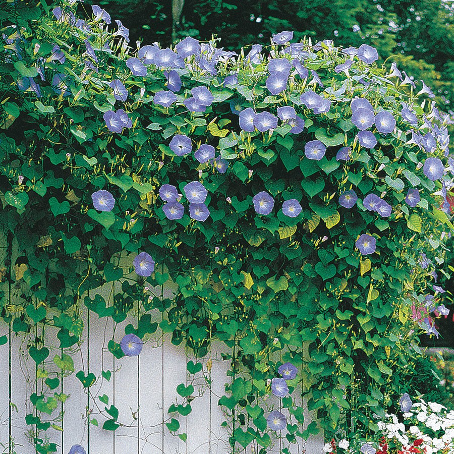 Benih-Bibit Bunga Morning Glory Heavenly Blue (Haira Seed)