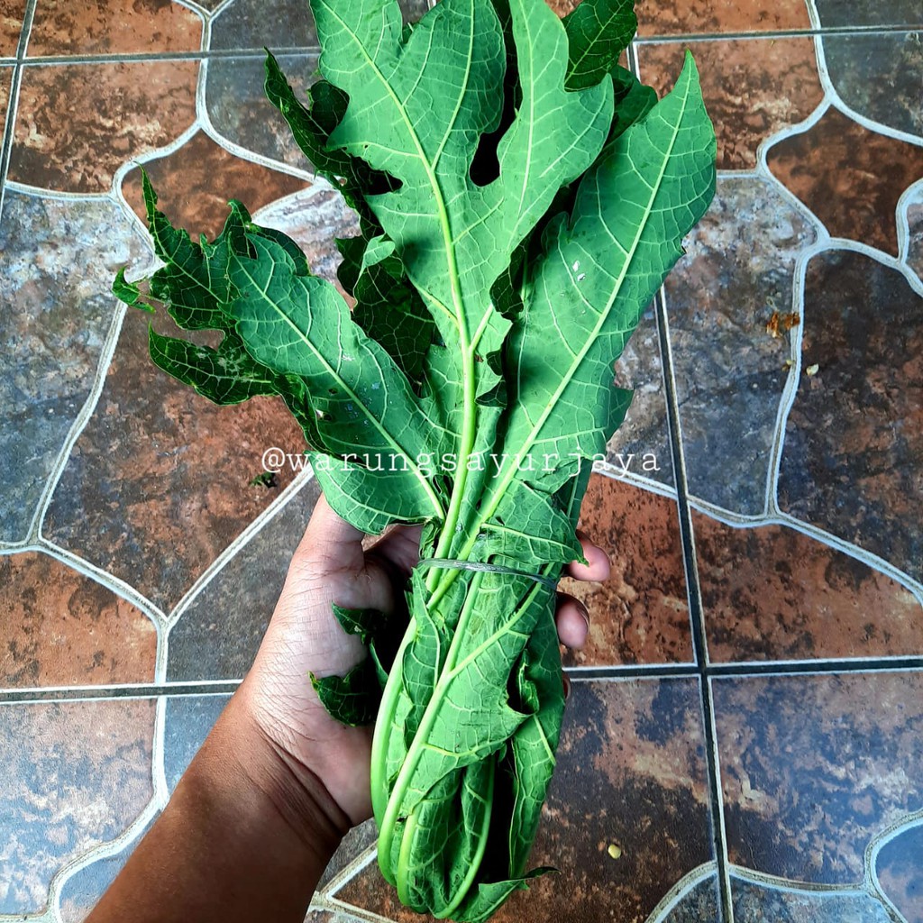 

Daun Pepaya / Paya