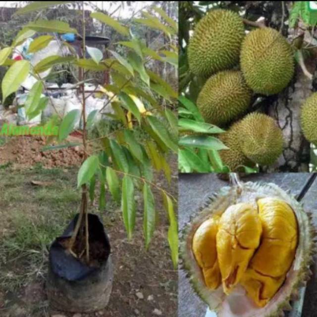 Bibit Durian Montong Kaki Tiga okulasi Lebih Cepat Berbuah