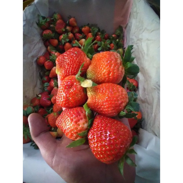 

Strawberry Fresh Organik Ciwidey