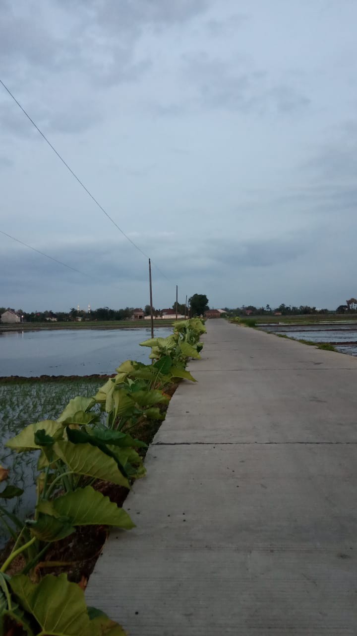 [ Bisa Cod ] Kemeja Batik Lengan Pendek Baju Batik By Batikid Pekalongan Vol 005