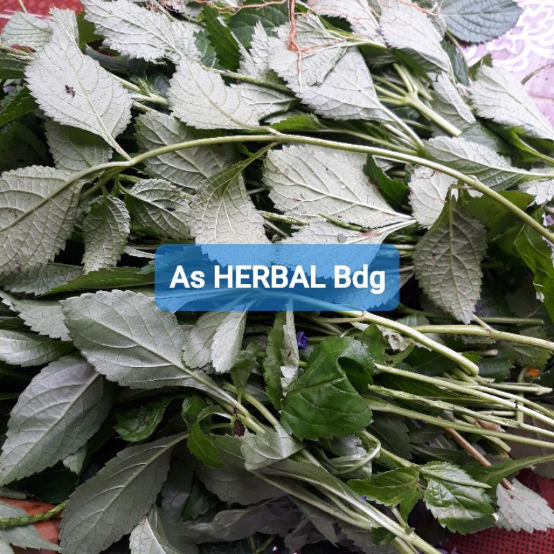 

Paket 500 gram daun pecut kuda daun jarong segar 500 gram-az
