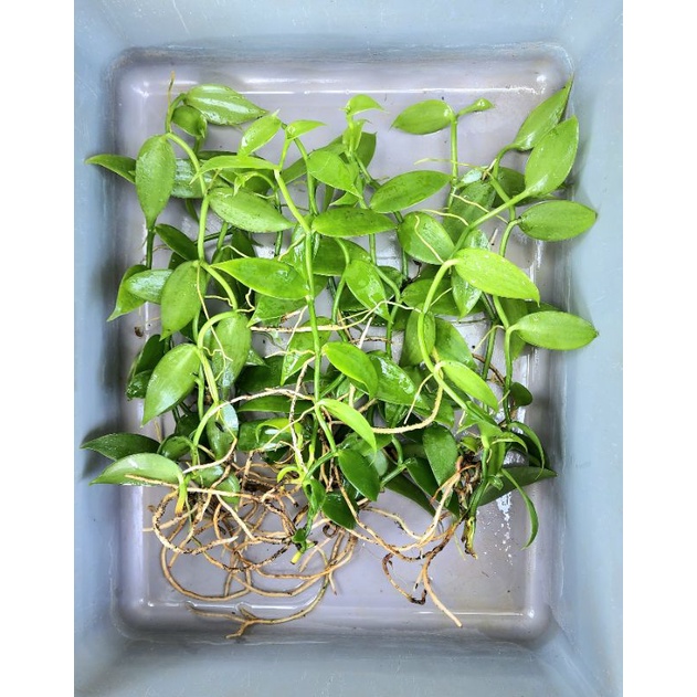 Bibit unggul tanaman Vanili | Vanilla planifolia