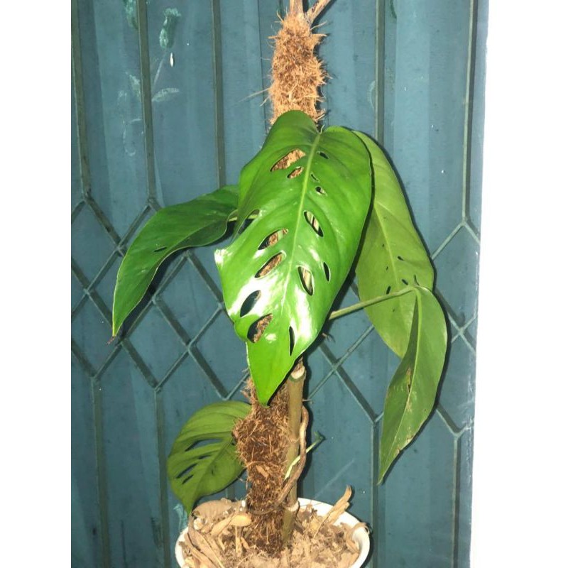 Raphidopora Foraminifera