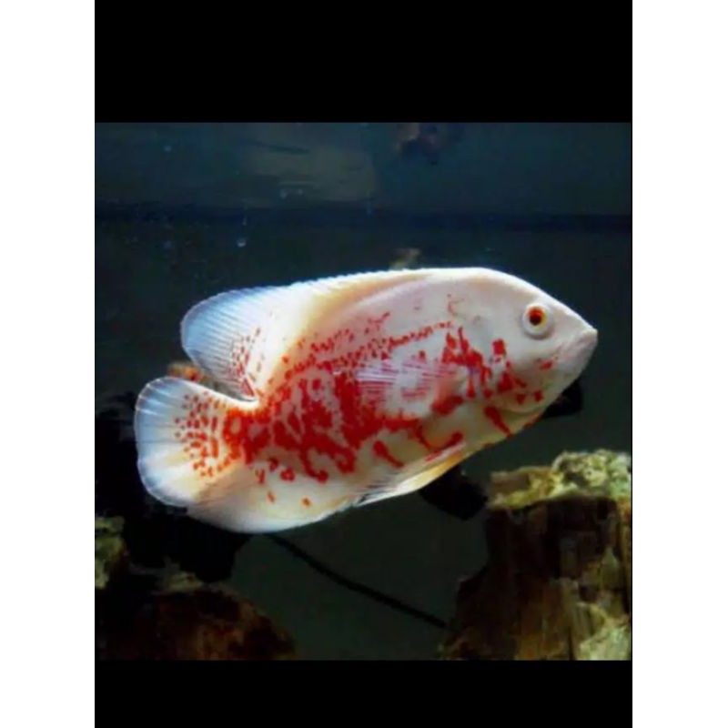 Oscar Tiger Batik Albino-Black 3-8cm