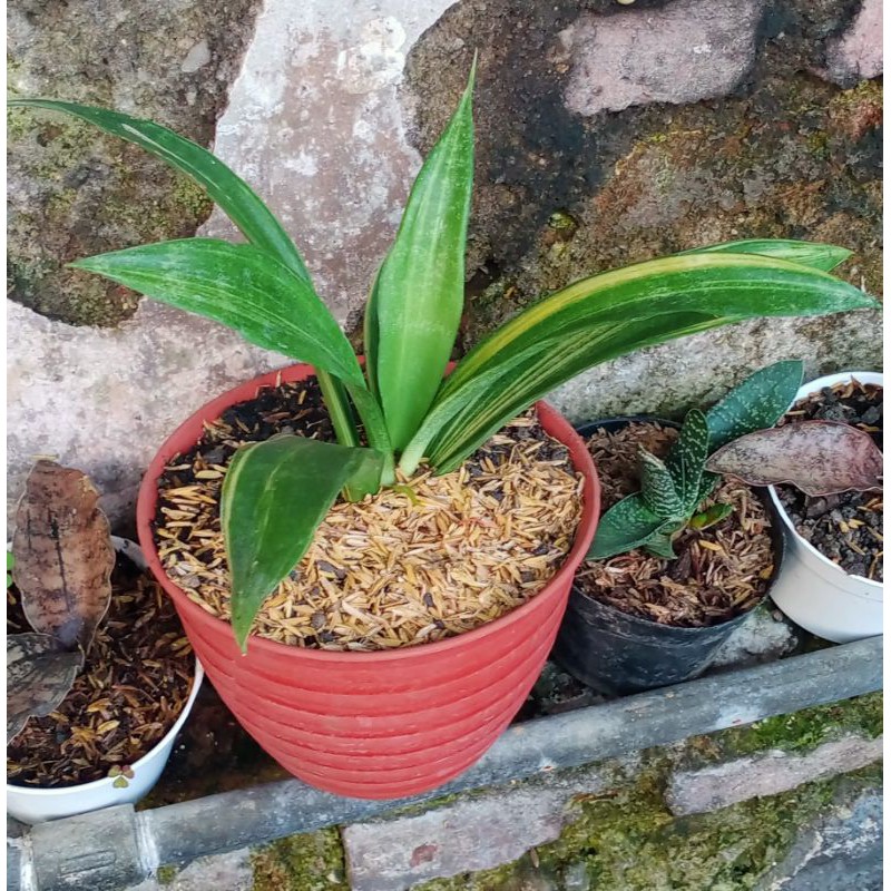 tanaman hias sansivera variegata